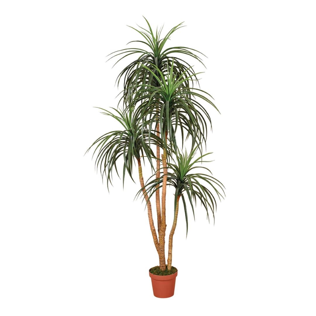 Catral Artificial Nolina Plant