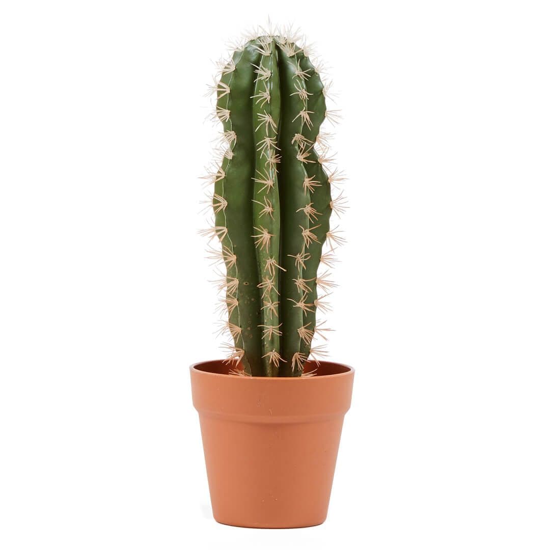 Cactus artificiale Stetsonia Catral