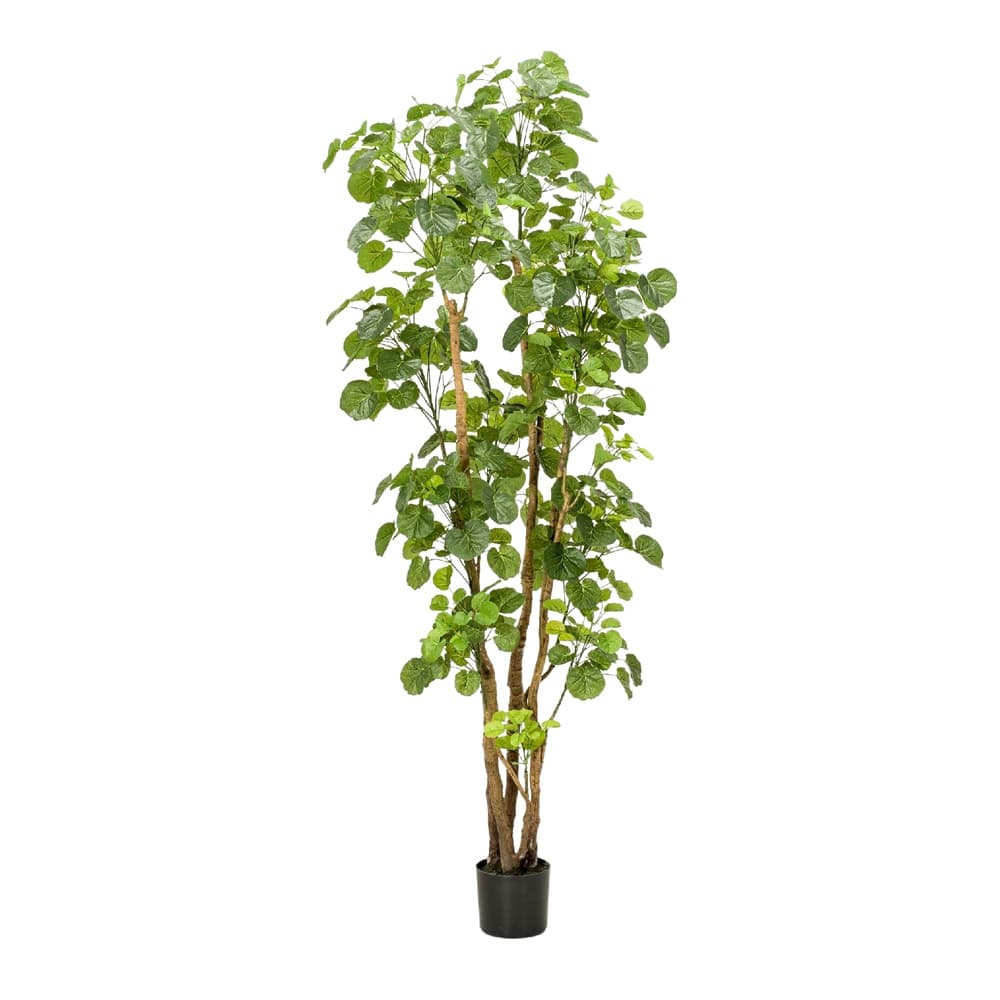 Árvore Aralia Decoplanta