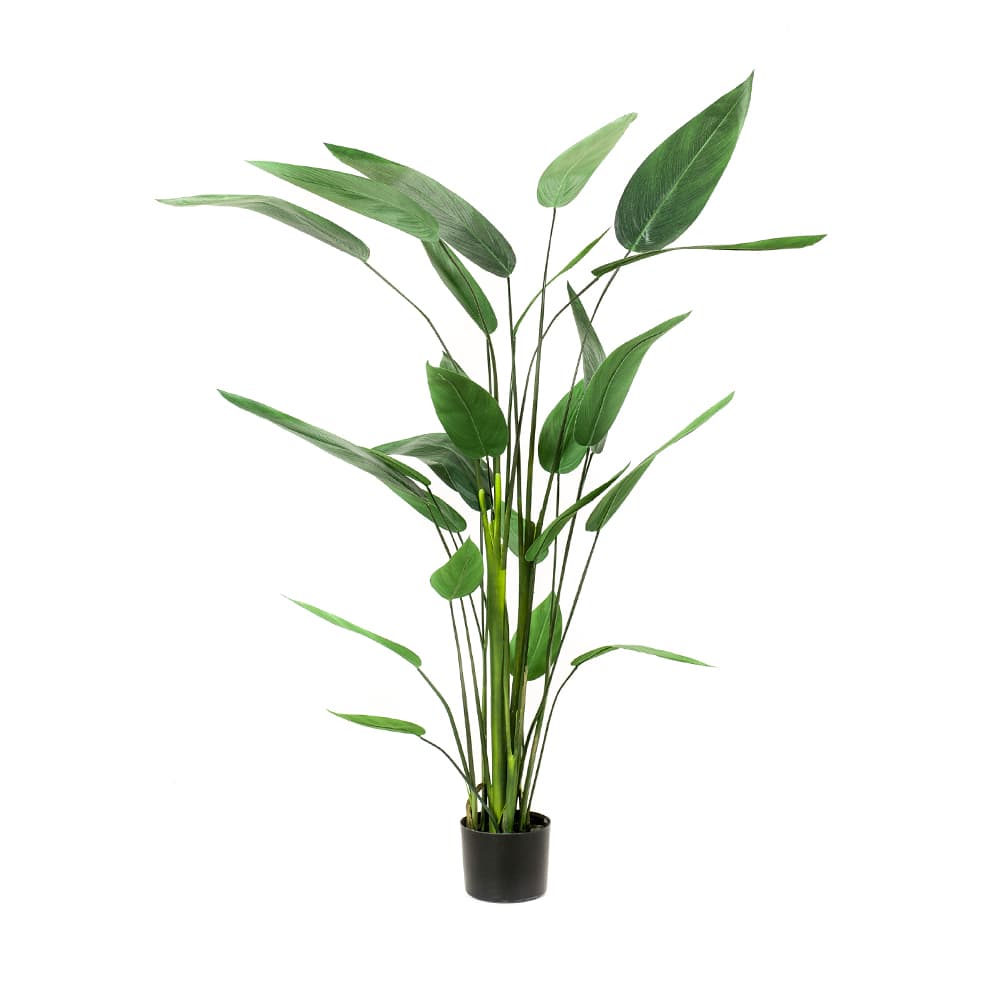 Árvore Heliconia Decoplanta
