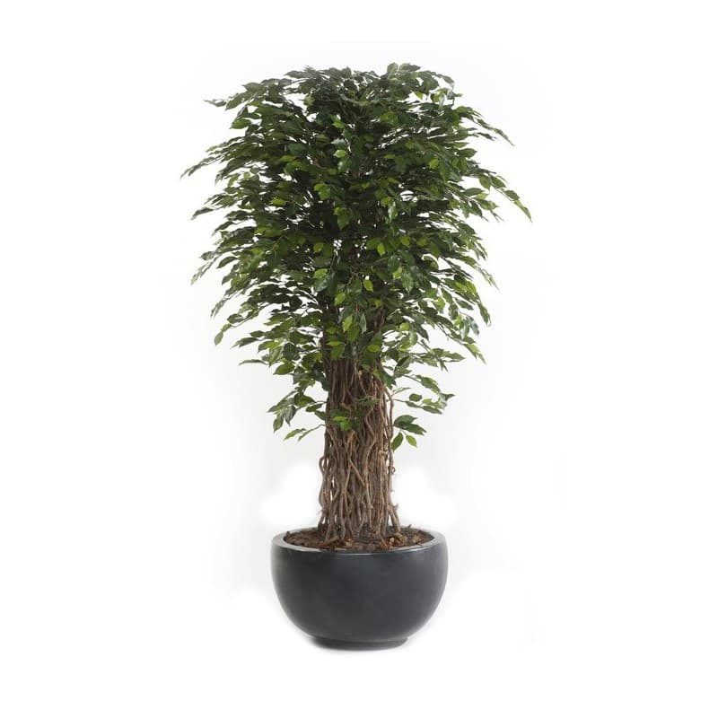 Fikusträd Deluxe Decoplanta