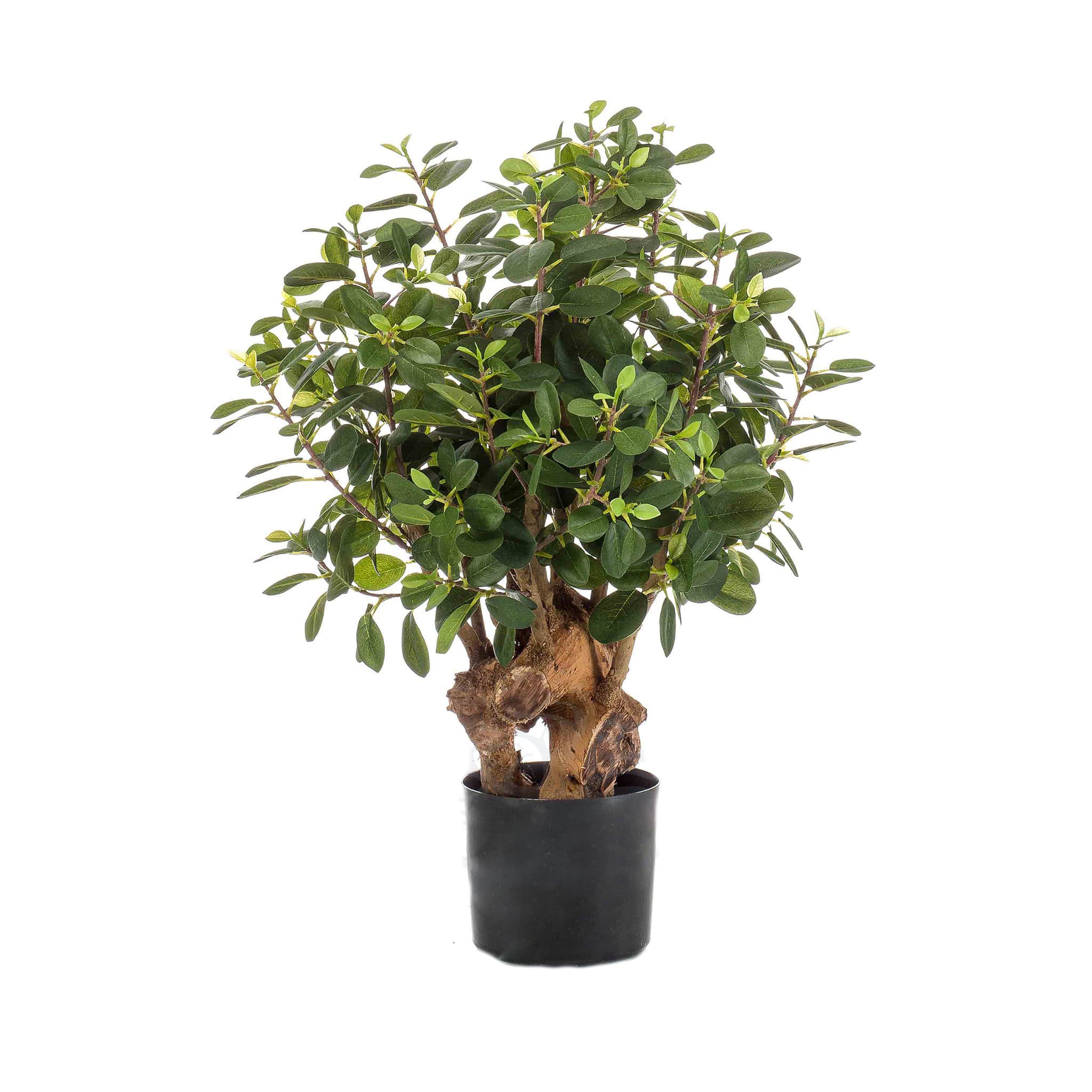 Árvore Ficus Botanic Decoplanta