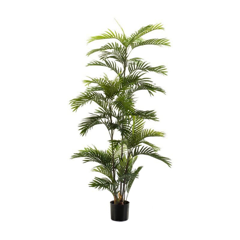 Palma Eco Decoplanta