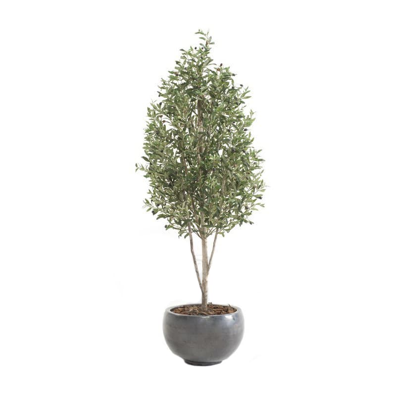 Oliventre Mini Decoplanta