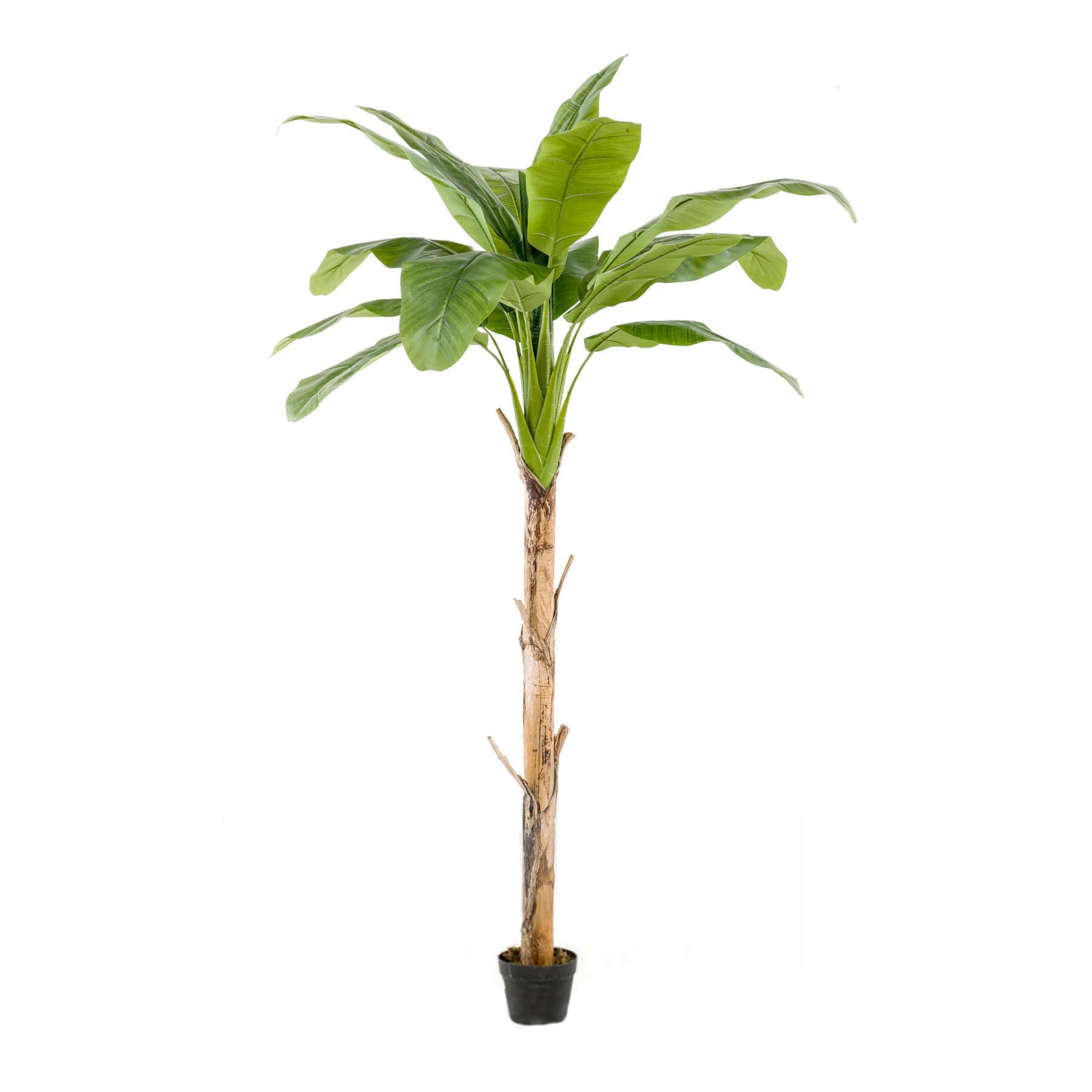 Bananeira Decoplanta