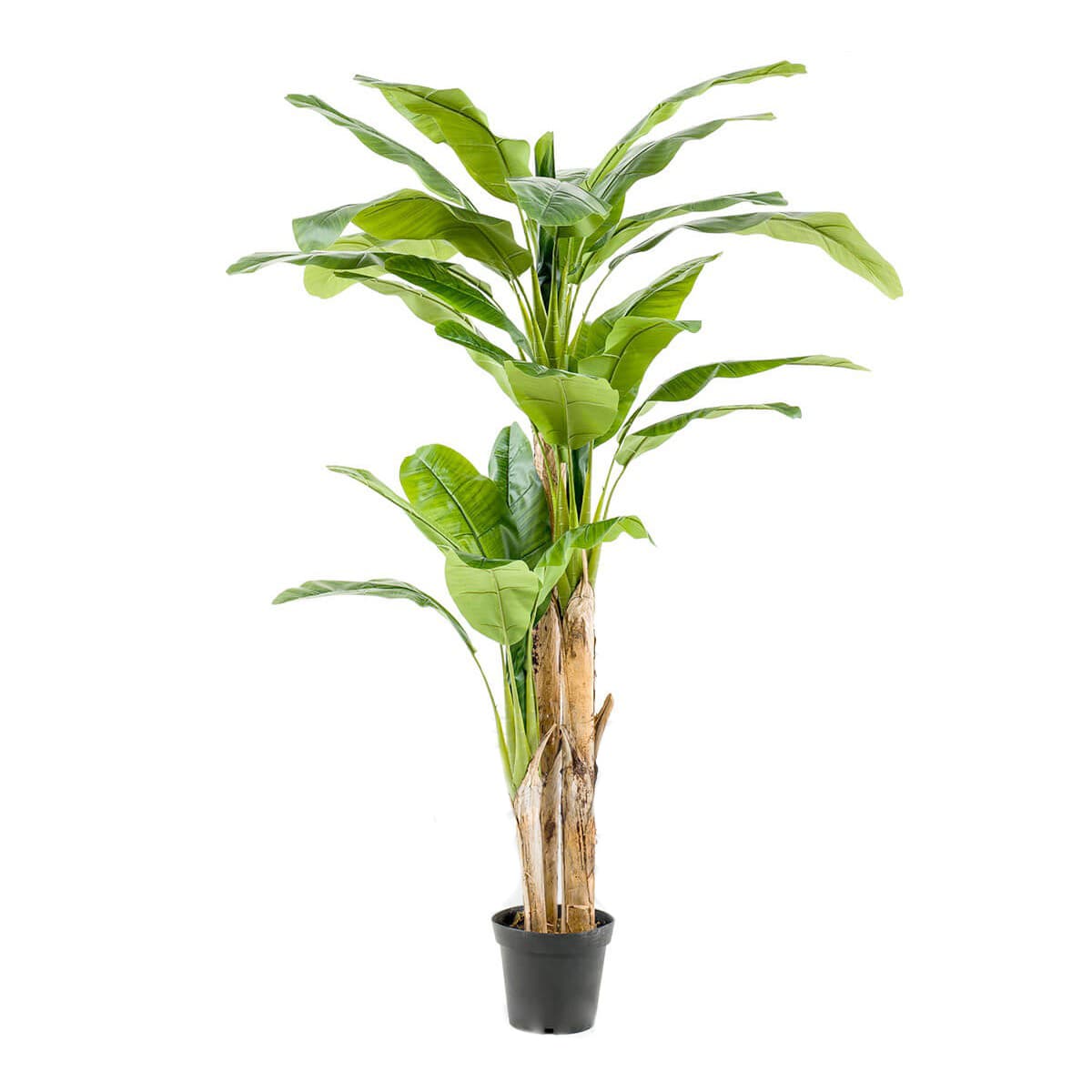 Bananträd Flrstammigt Decoplanta