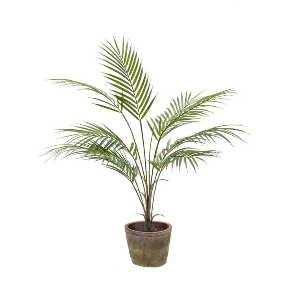 Potted Chamaedorea Plant Decoplanta