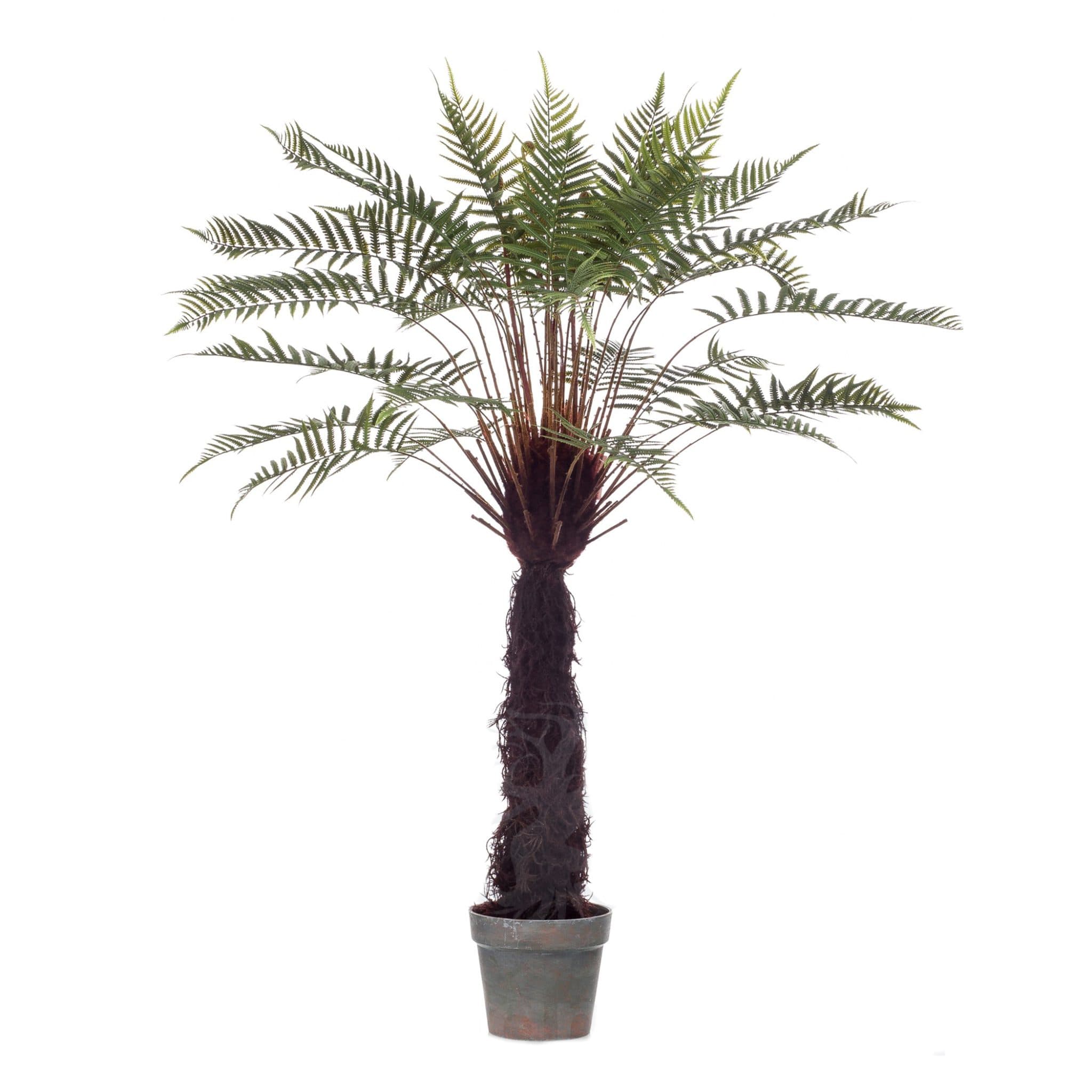 Dicksonia Exotic boom Decoplanta