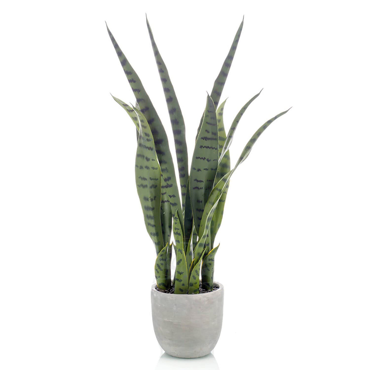 Sansevieria Plant Decoplanta
