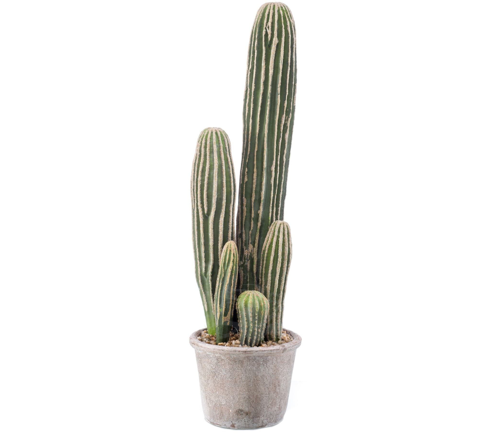 San Pedro-kaktus Decoplanta