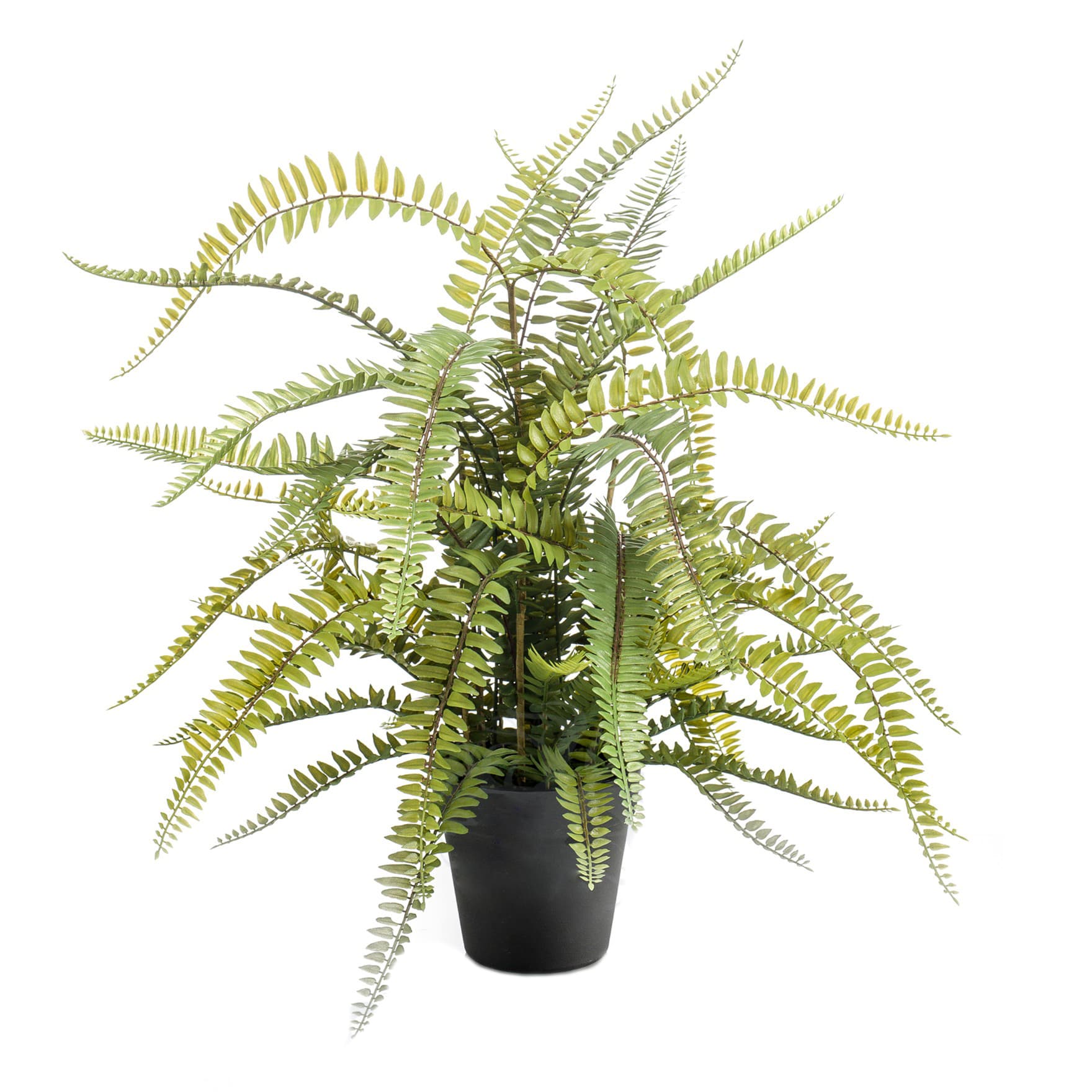 Boston Fern Plant Decoplanta