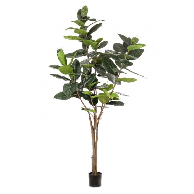Árvore Ficus Elastic Decoplanta