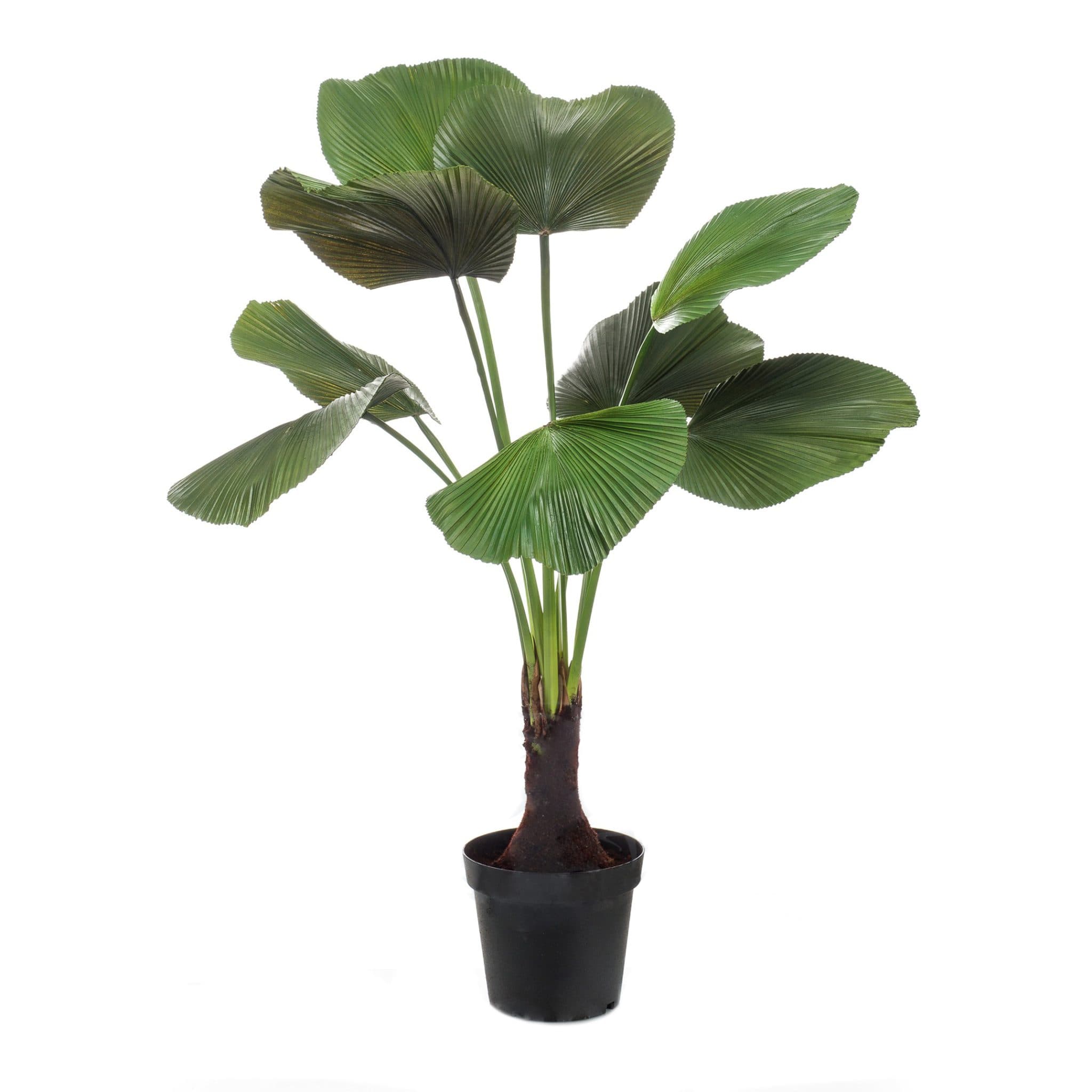 Solfjäderpalm Licuala Decoplanta