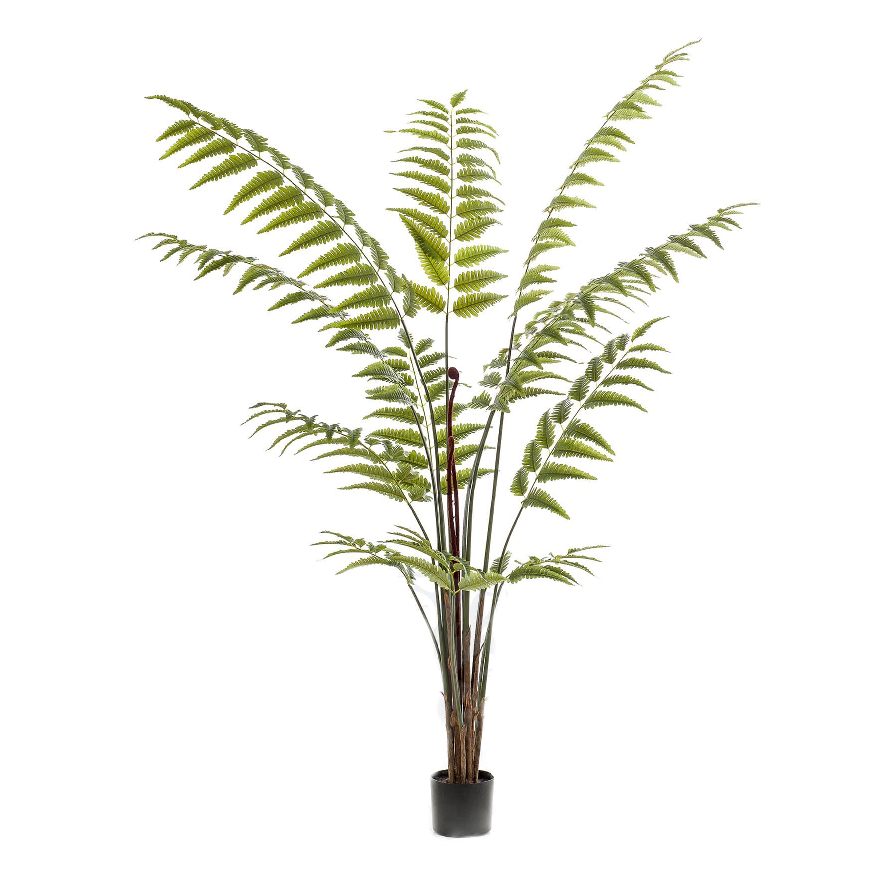 Fougère arborescente Decoplanta