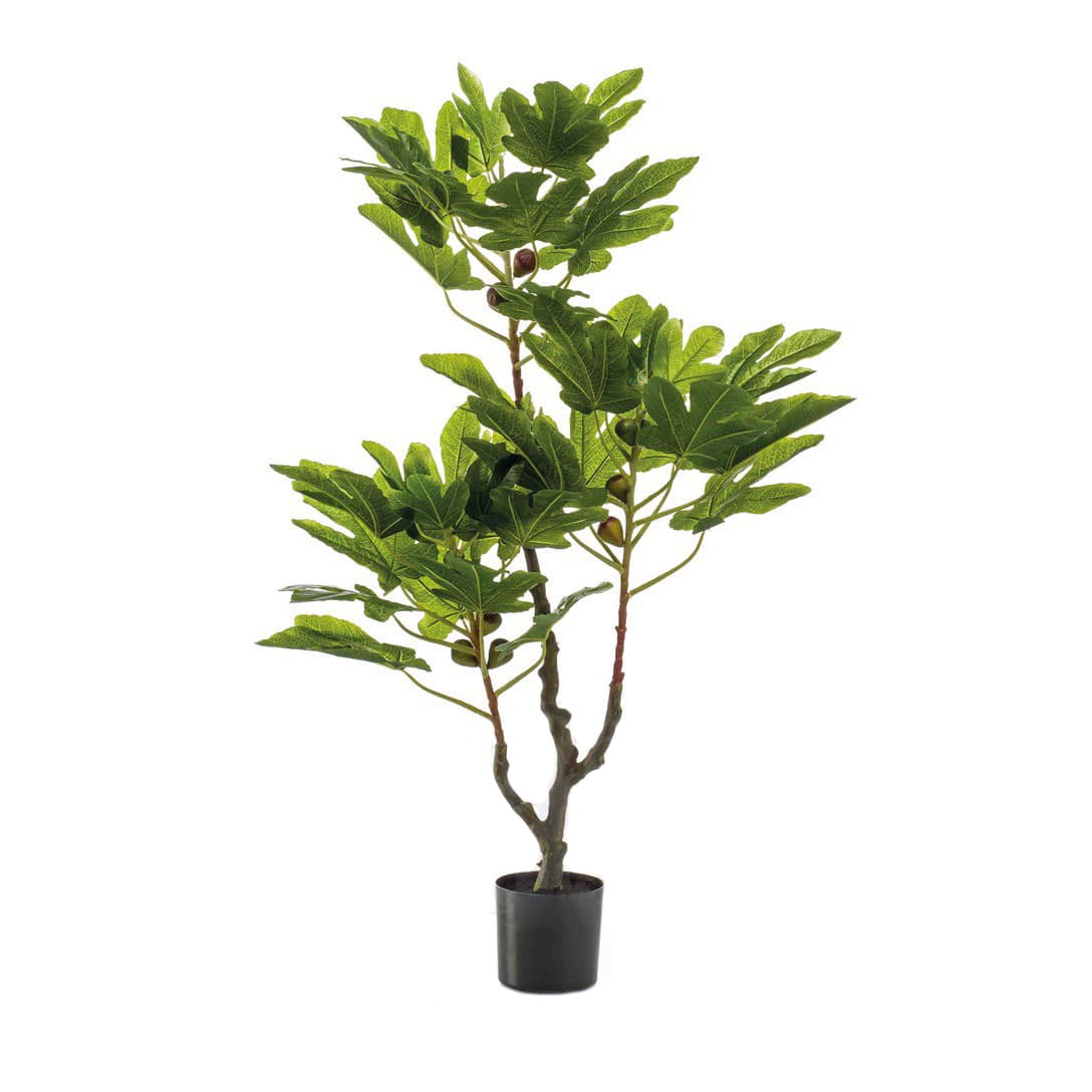 Albero di fico Decoplanta
