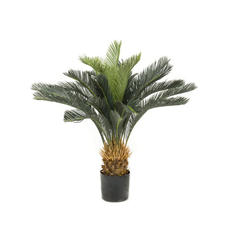 Palma Cyca Basic Decoplanta
