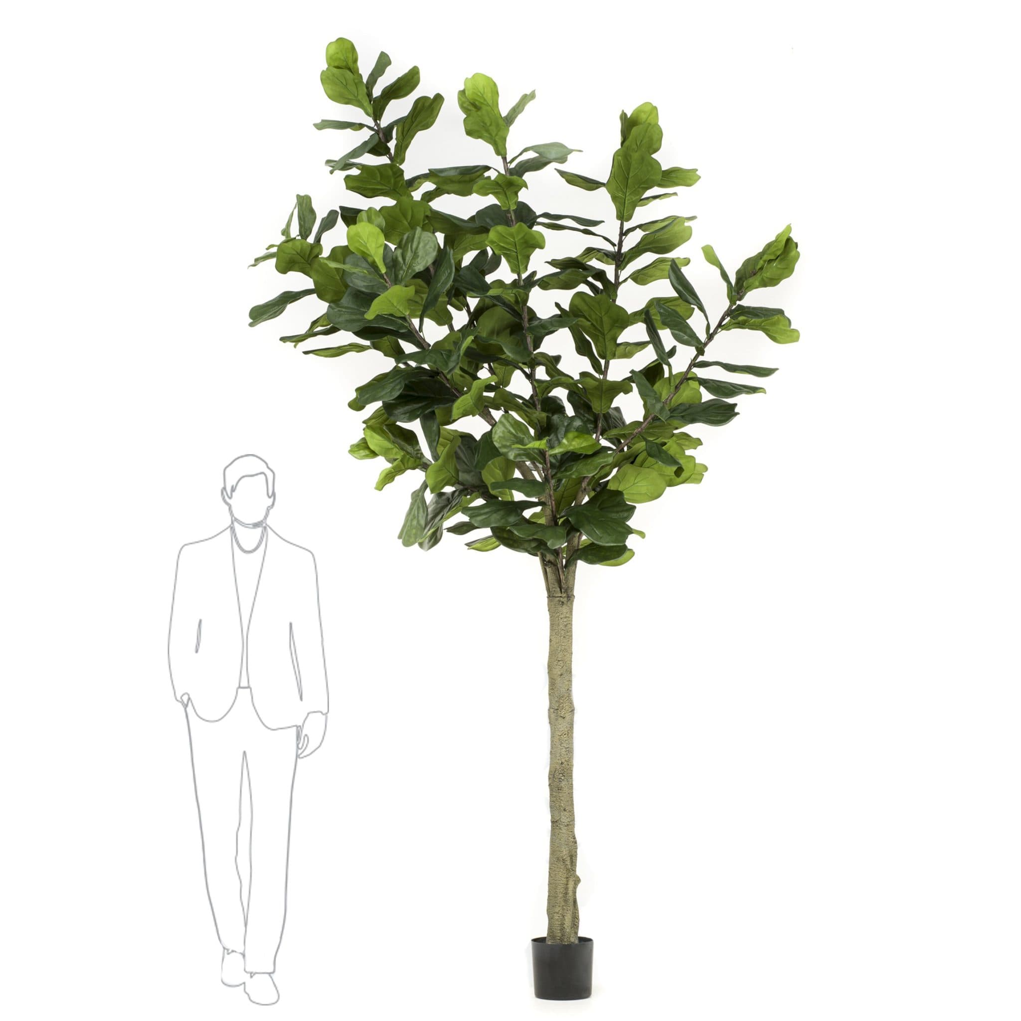 Albero Ficus Lyrata Alto Decoplanta