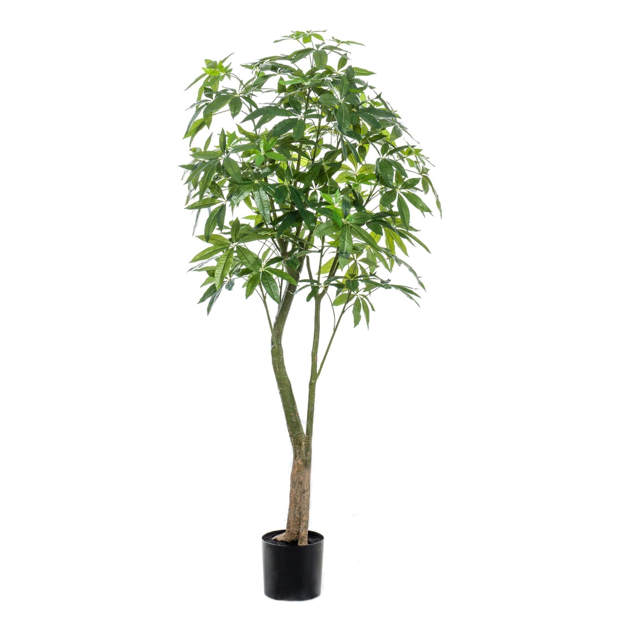 Árvore Pachira Decoplanta